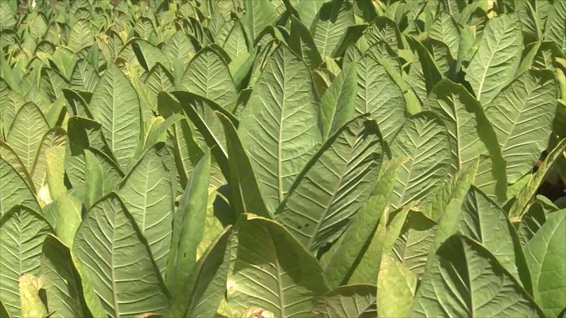 Gestionaron pagos a productores tabacaleros, de la caja verde y recolección de residuos