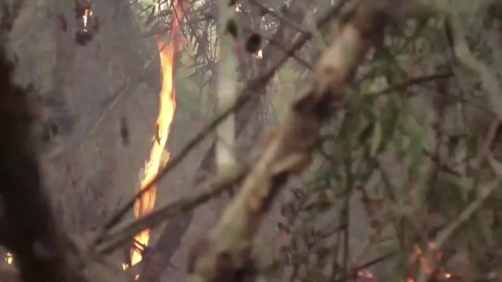 Puerto Iguazú: los focos de incendio en las 2000 has quedaron totalmente extinguidos