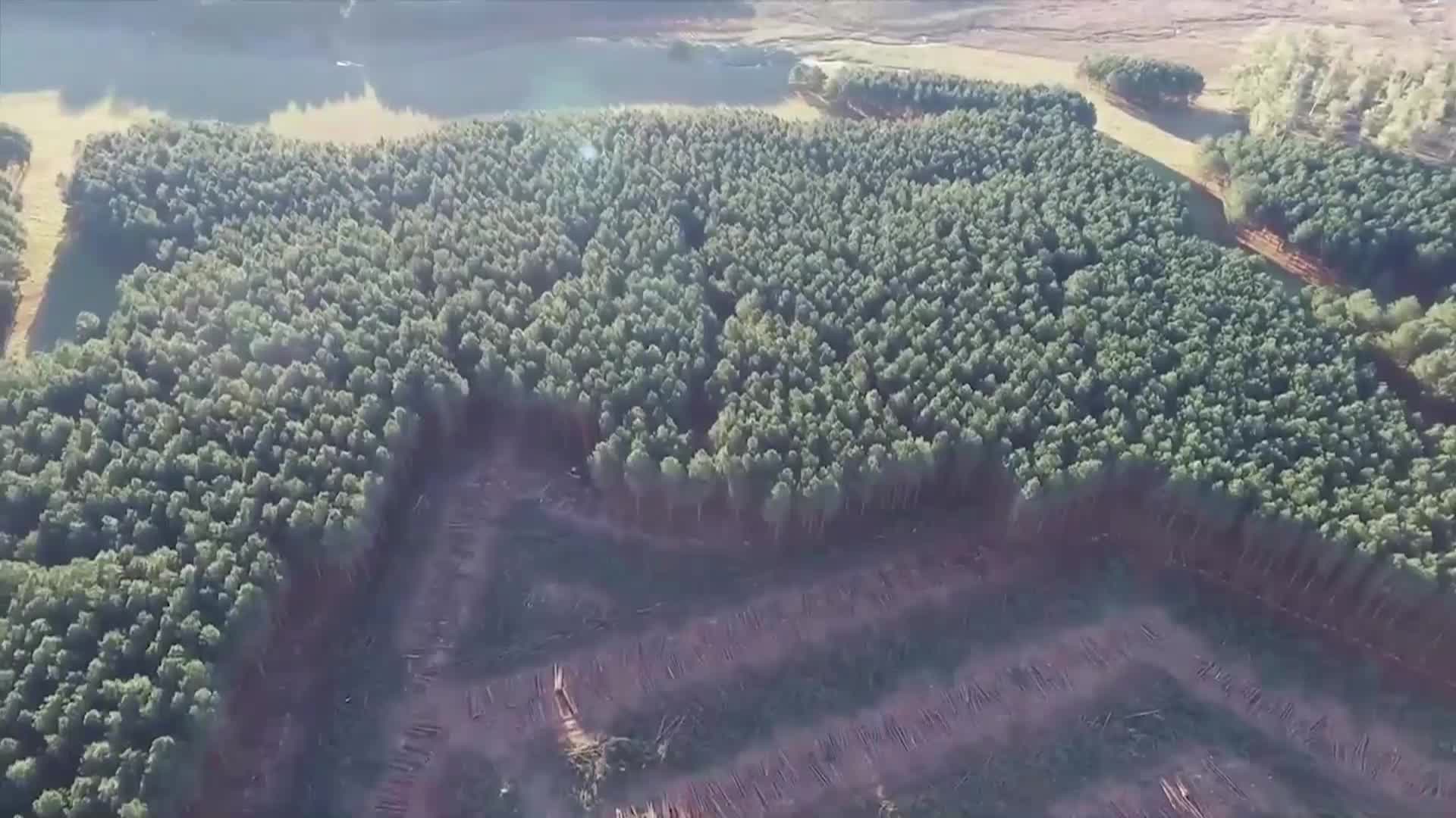 Inversiones forestales: la prórroga de la ley beneficiará la instalación de nuevos emprendimientos y contará con más recursos