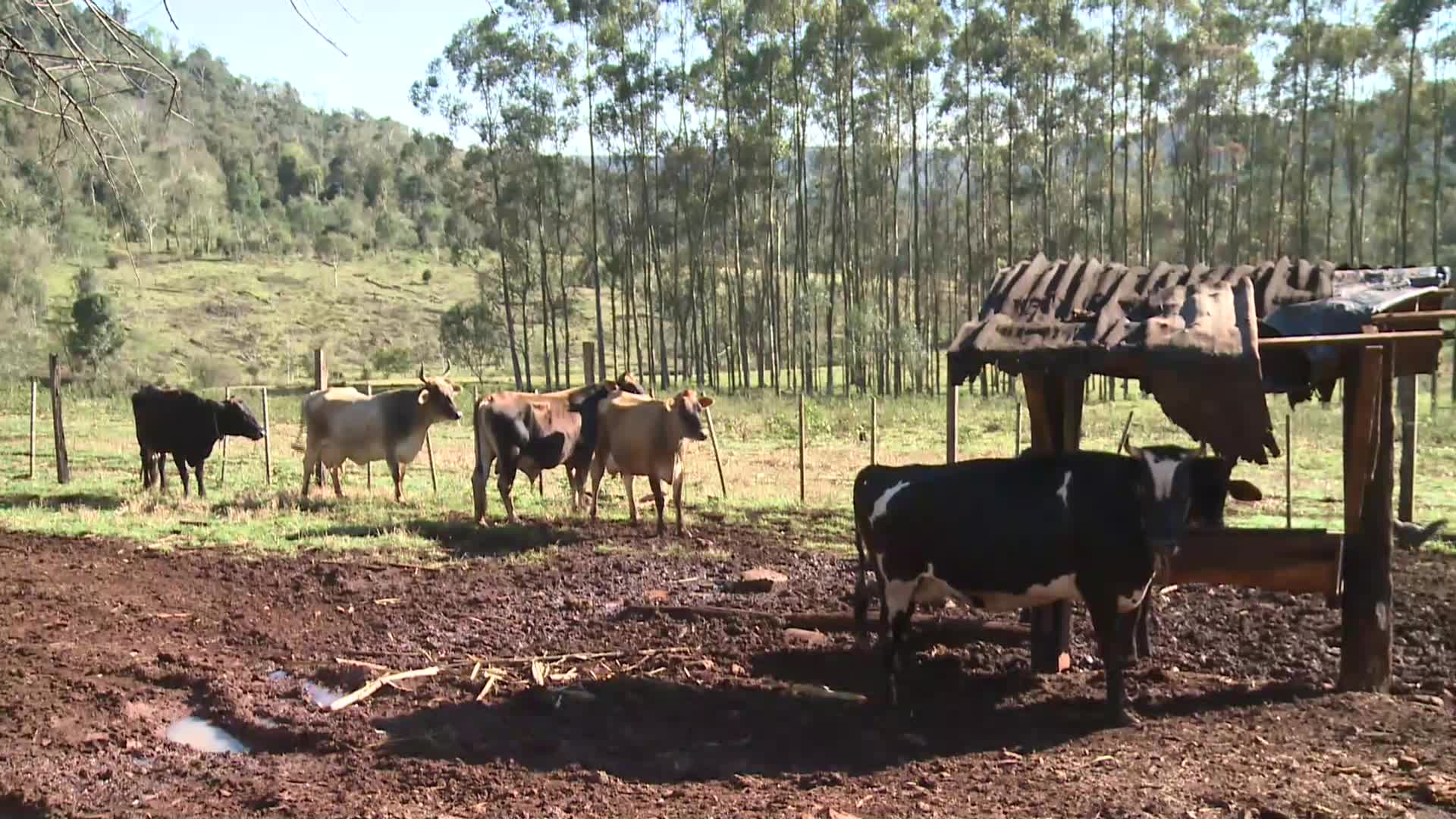 Producción de quesos: San Ignacio tiene su cuenca lechera