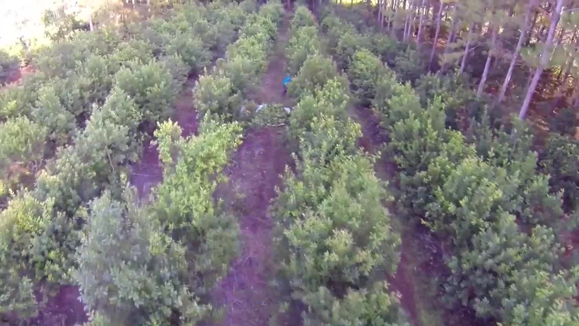 Yerba mate: productores pedirán fuerte aumento en el precio para la hoja verde