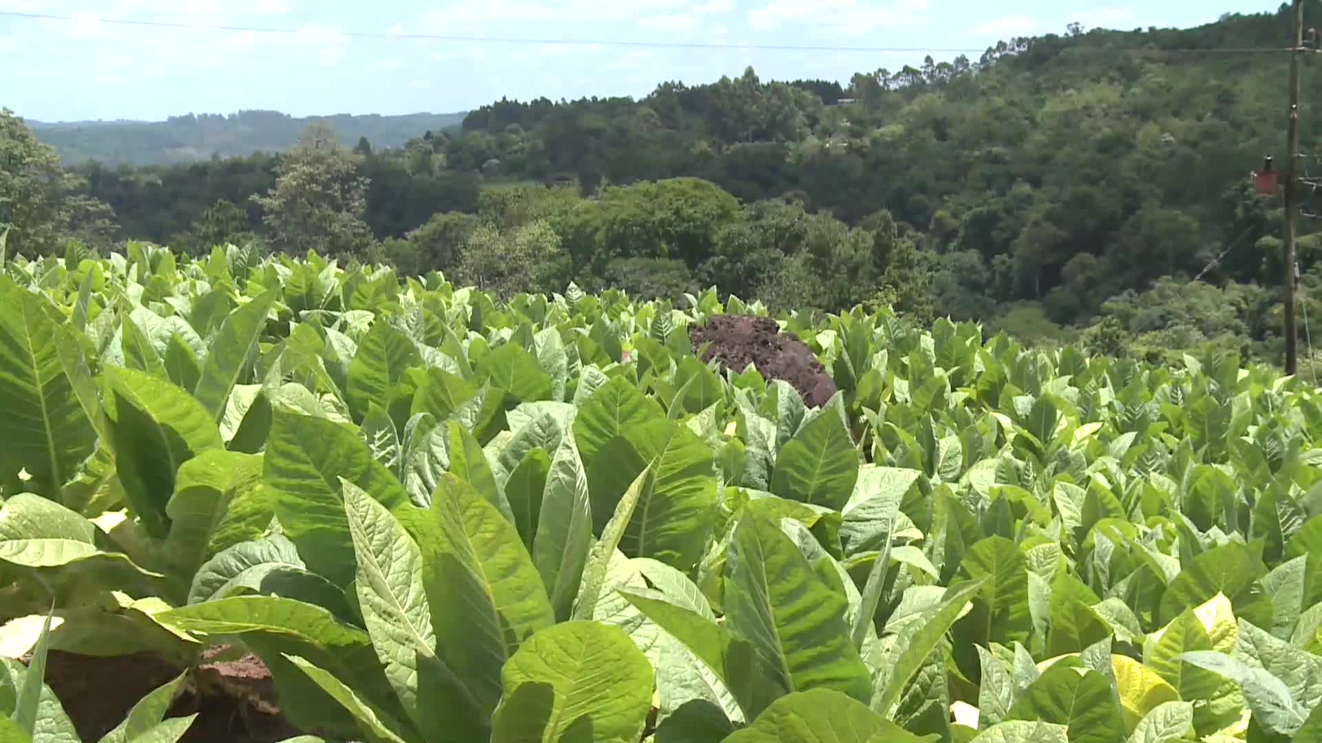 Viernes 6 abonan a productores tabacaleros