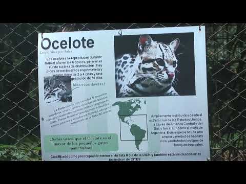 Parque el Puma de Candelaria, una opción para turistas