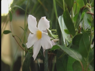 Misiones siempre en flor: la biofábrica honrará a las mujeres con una feria de orquídeas y ornamentales