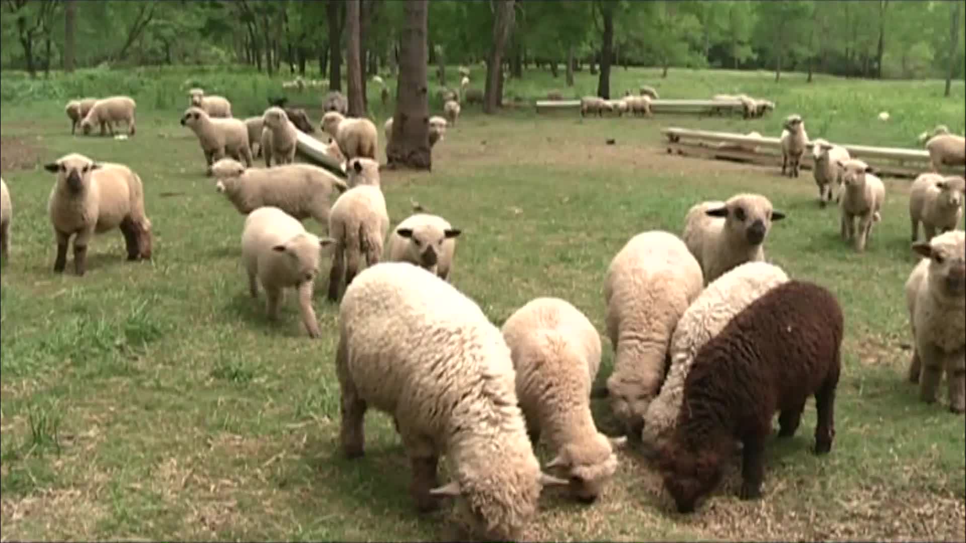 Política de Estado: créditos a tasas del 12 % para la producción ovina