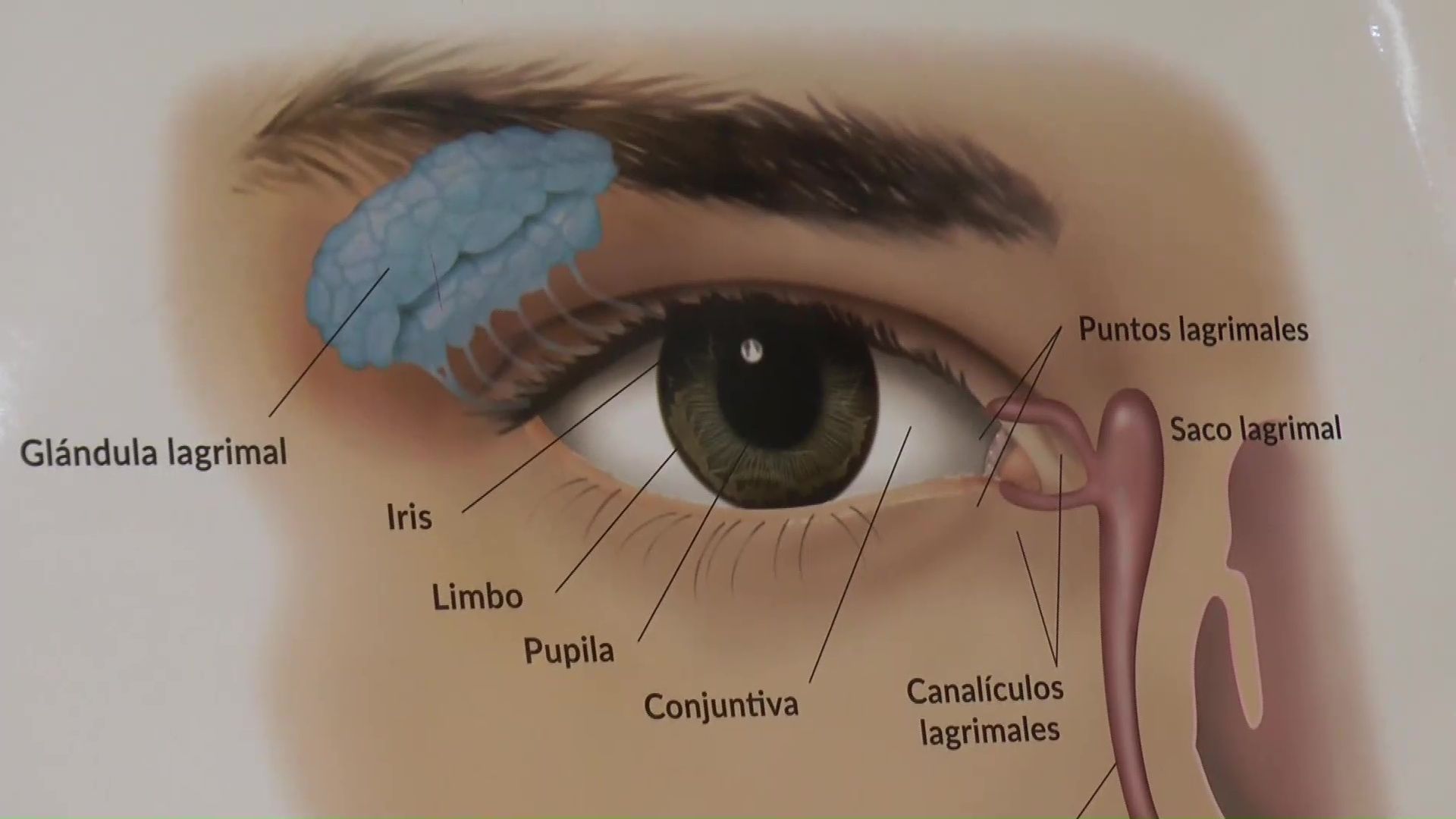 Consultas oftalmológicas: la mayoría de las atenciones en verano son por conjuntivitis