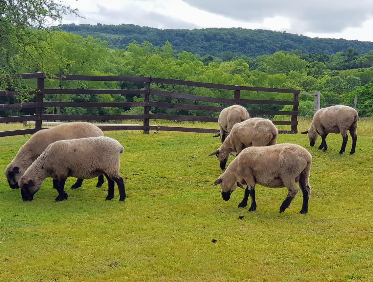 Este viernes se realizará el primer remate de ovinos, caprinos y equinos en San José