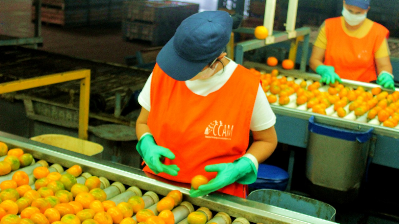Fortalecen la competitividad de los productores citrícolas a través de una resolución