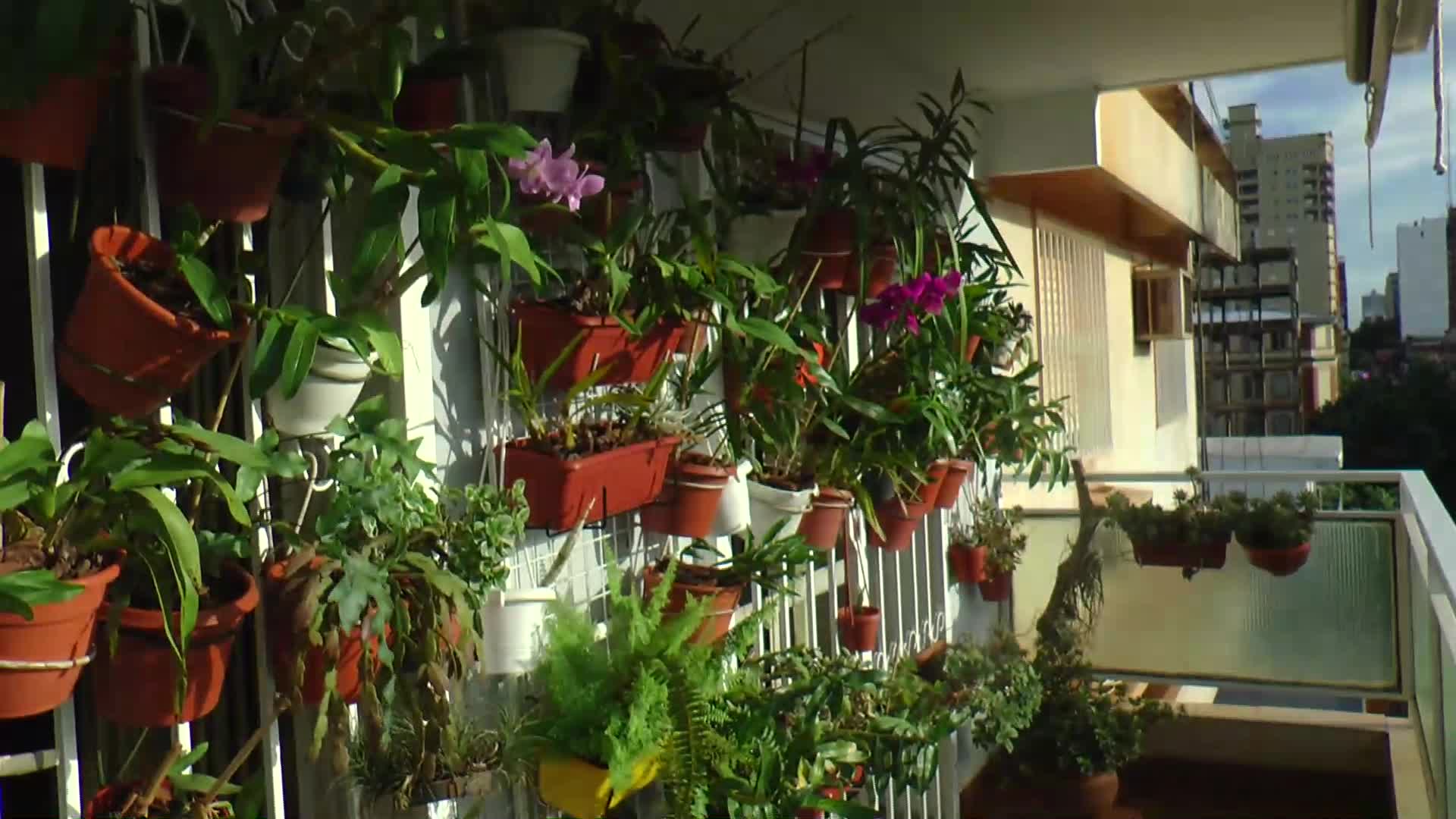Los milagros de una “mano verde”: 80 especies de orquídeas conviven en un balcón