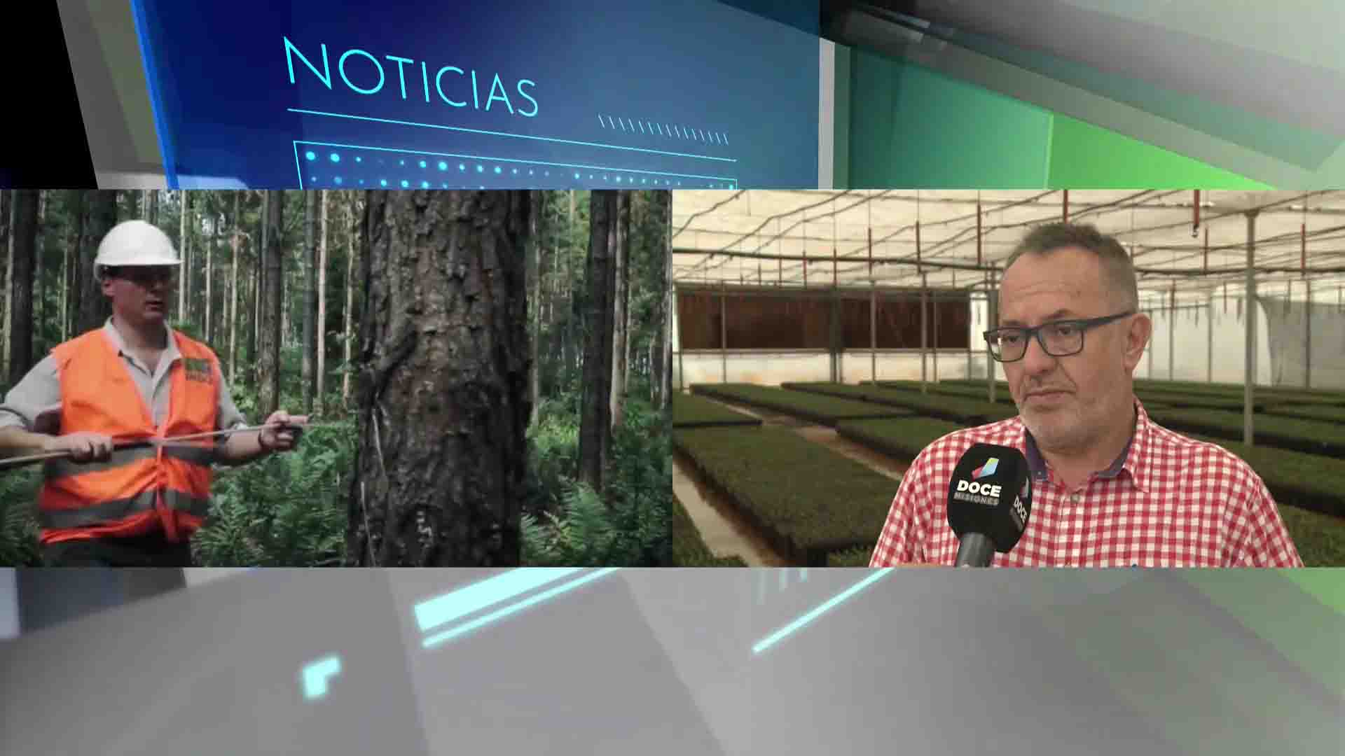 Nación prometió un pago por $ 80 millones a forestadores