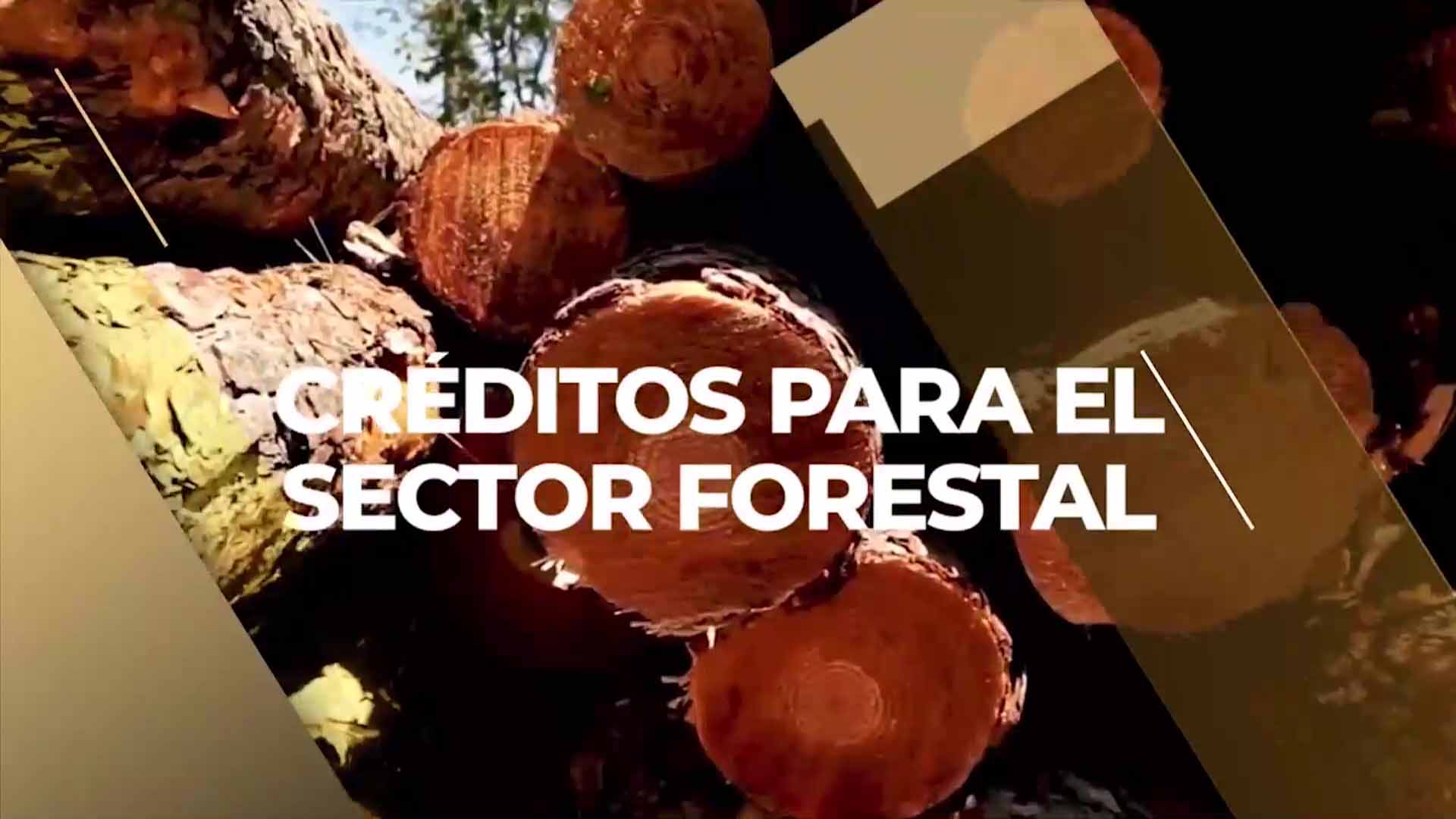 Línea forestal: créditos para pymes a tasas del 10 al 14 %