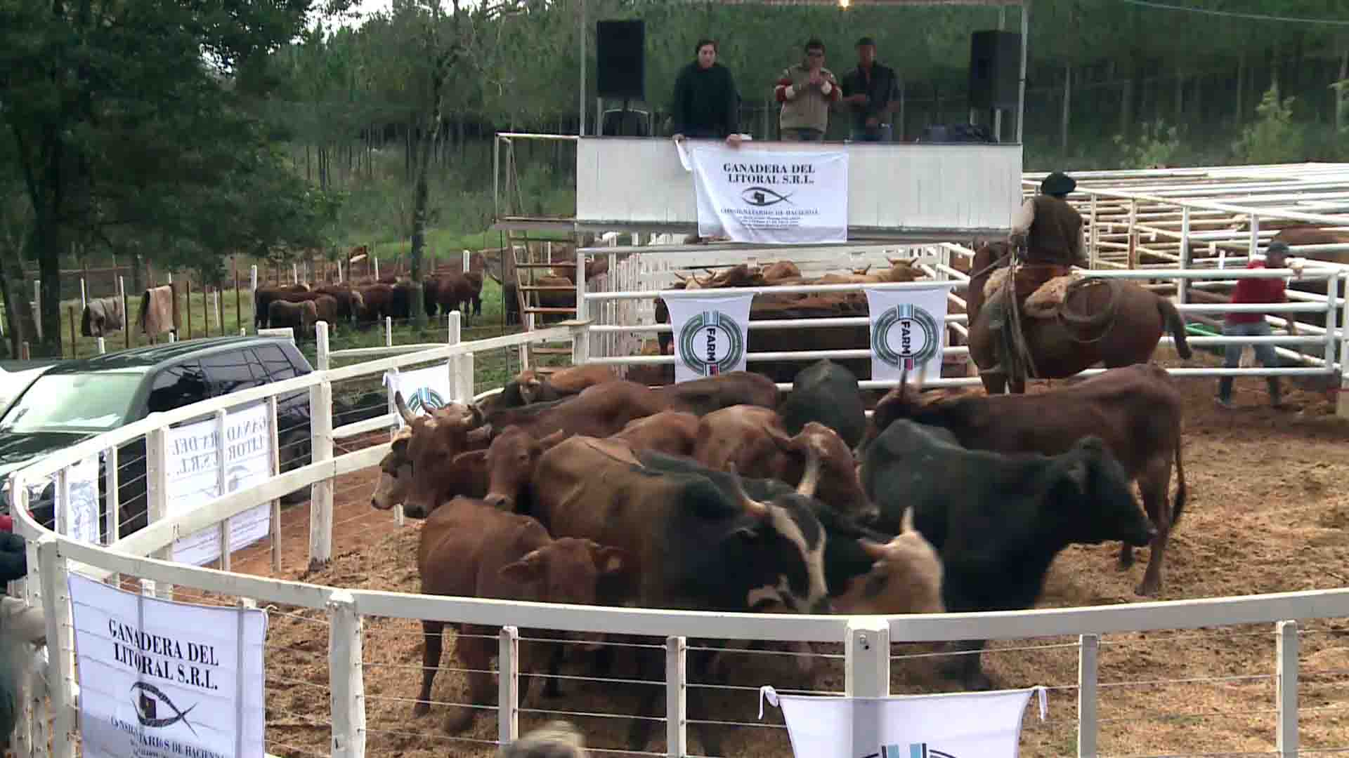 Remate ganadero: subastaron 400 cabezas de ganado