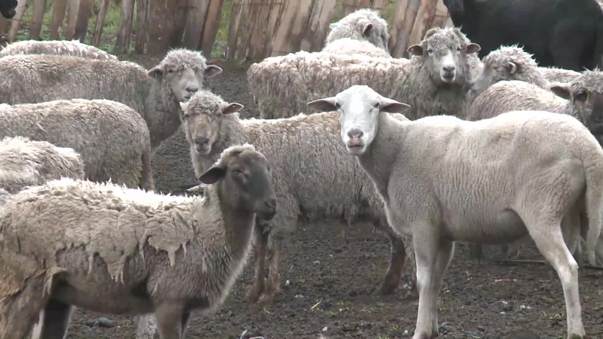 Producción ovina: se fortalece la cuenca sur en Misiones