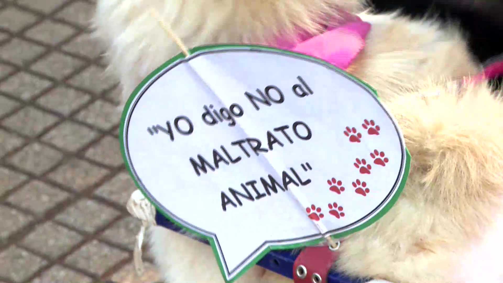 Maltrato animal: asociaciones claman justicia por la muerte de un perro