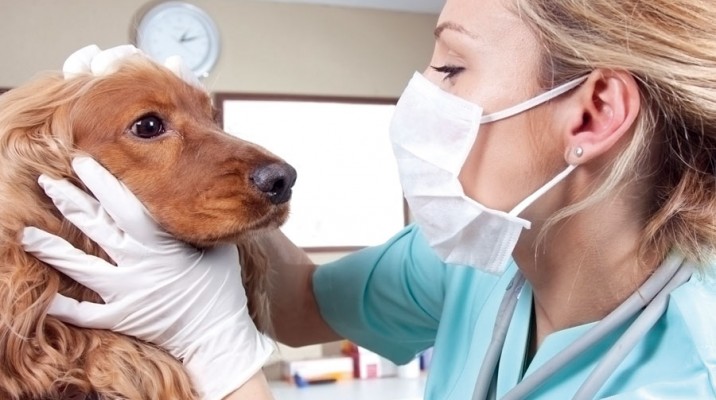 La UNAU traerá la carrera de veterinaria a Misiones