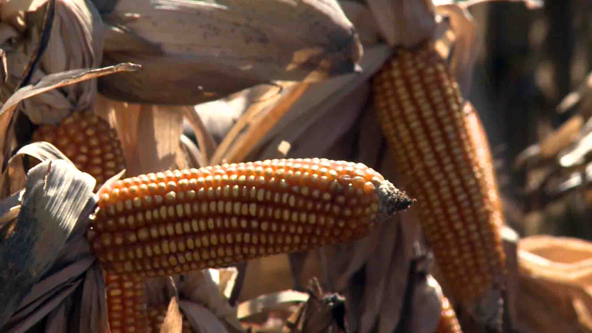 Preocupa el avance en Misiones de un proyecto para plantar maíz para Brasil 