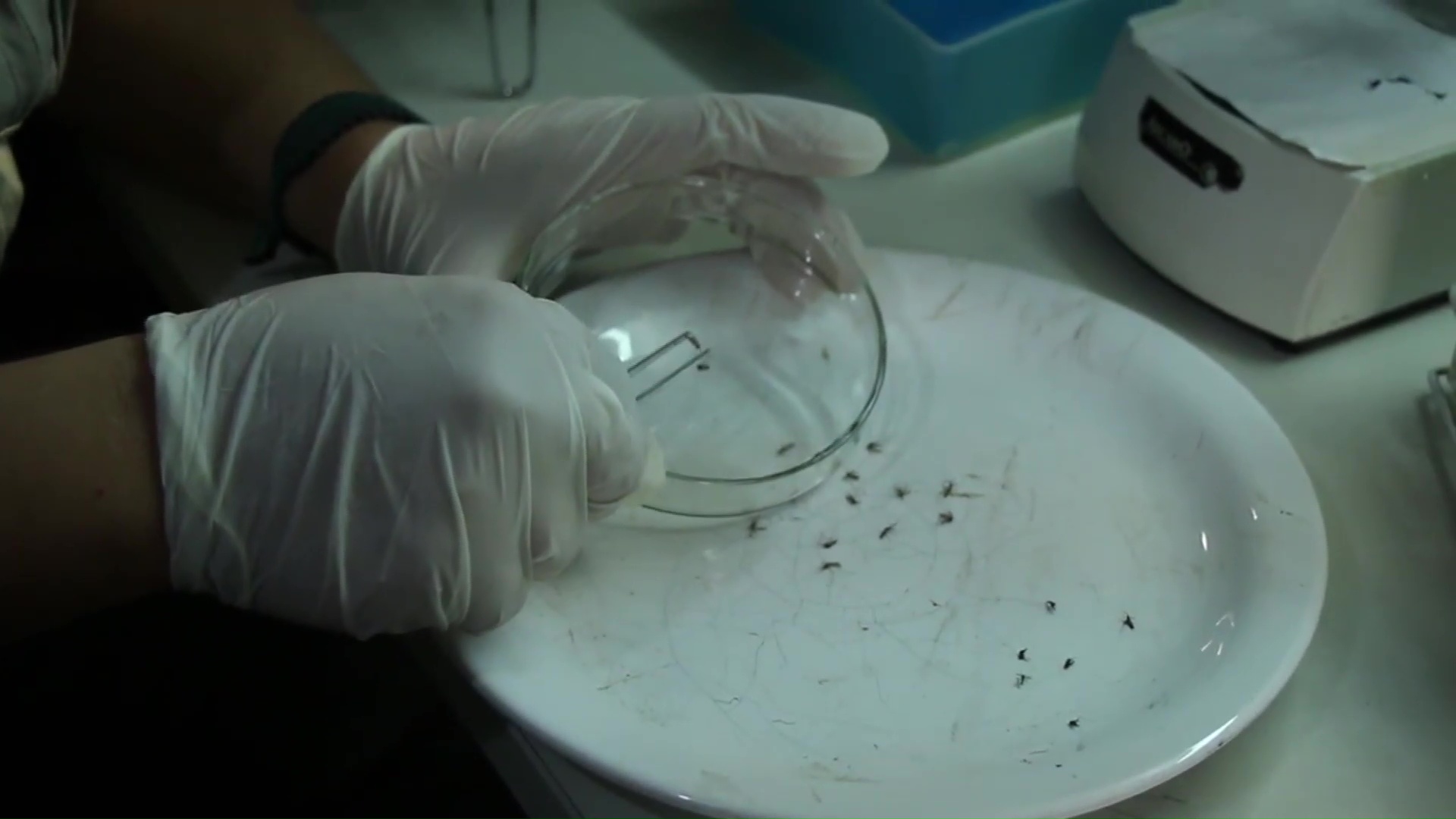 Investigación del CONICET: crean un sistema para predecir brotes de dengue y zika