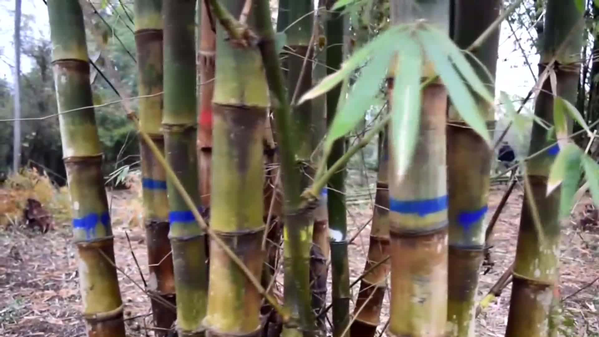 Agregar valor a la chacra: Misiones incentiva la producción de bambú