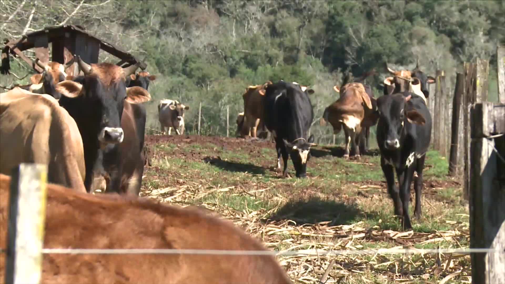 Ganadería para la agricultura familiar: entregarán animales a productores de Capioví