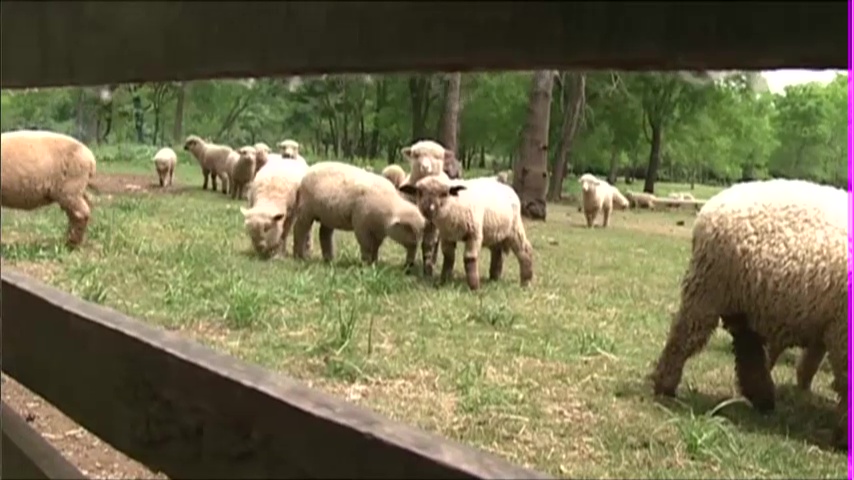 Producción ovina: demostración gratuita en “La Armonía”