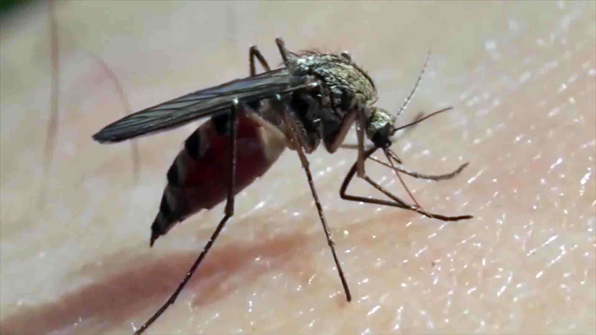 Dengue en Paraguay: preocupa la aparición de un nuevo serotipo