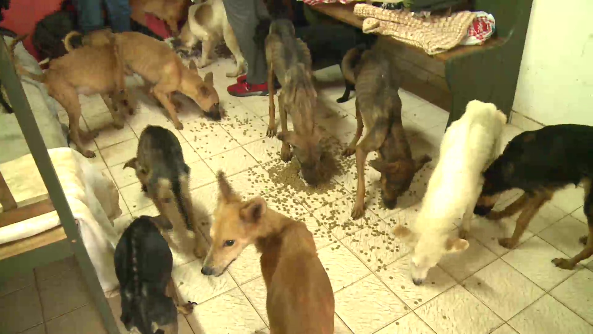 Maltrato animal. Hallaron 27 perros desnutridos y abandonados en una casa
