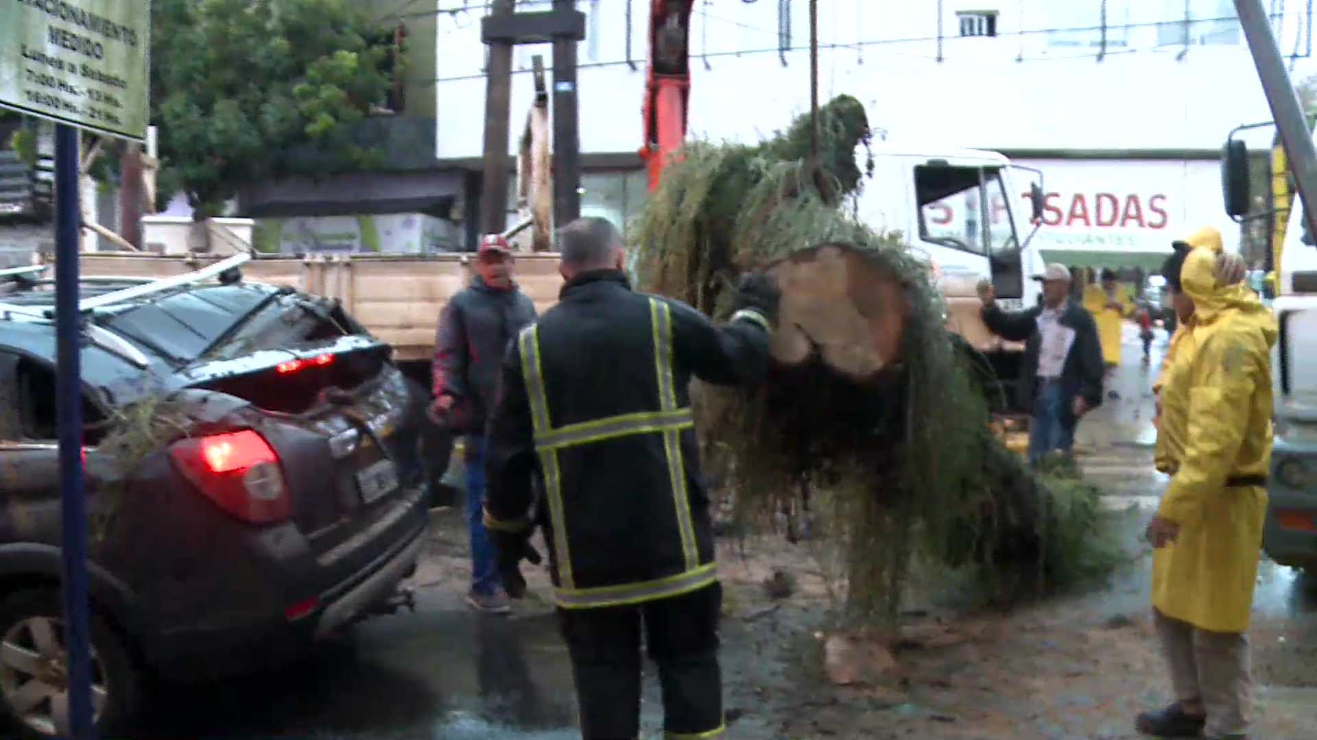 Se salvaron de milagro: un árbol cayó sobre un auto estacionado