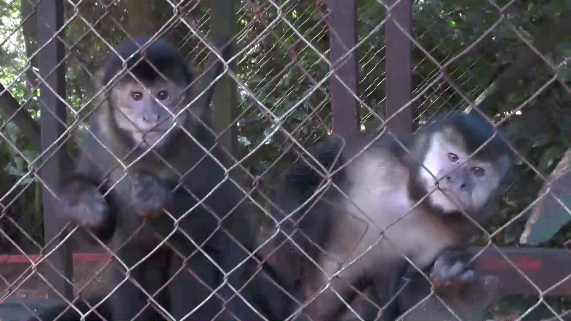 Zoo Bal Park: la noble tarea de curar y liberar animales en el monte