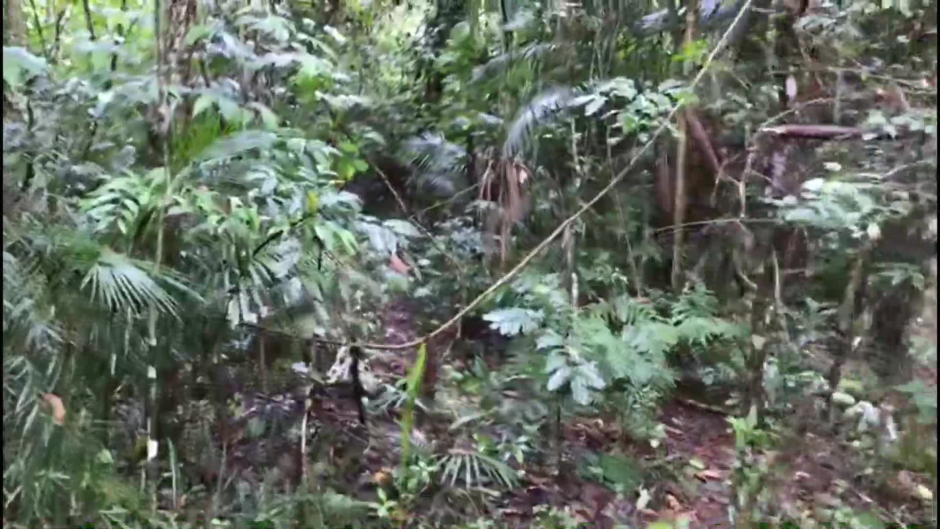 Intensa búsqueda de una turista colombiana en Puerto Iguazú