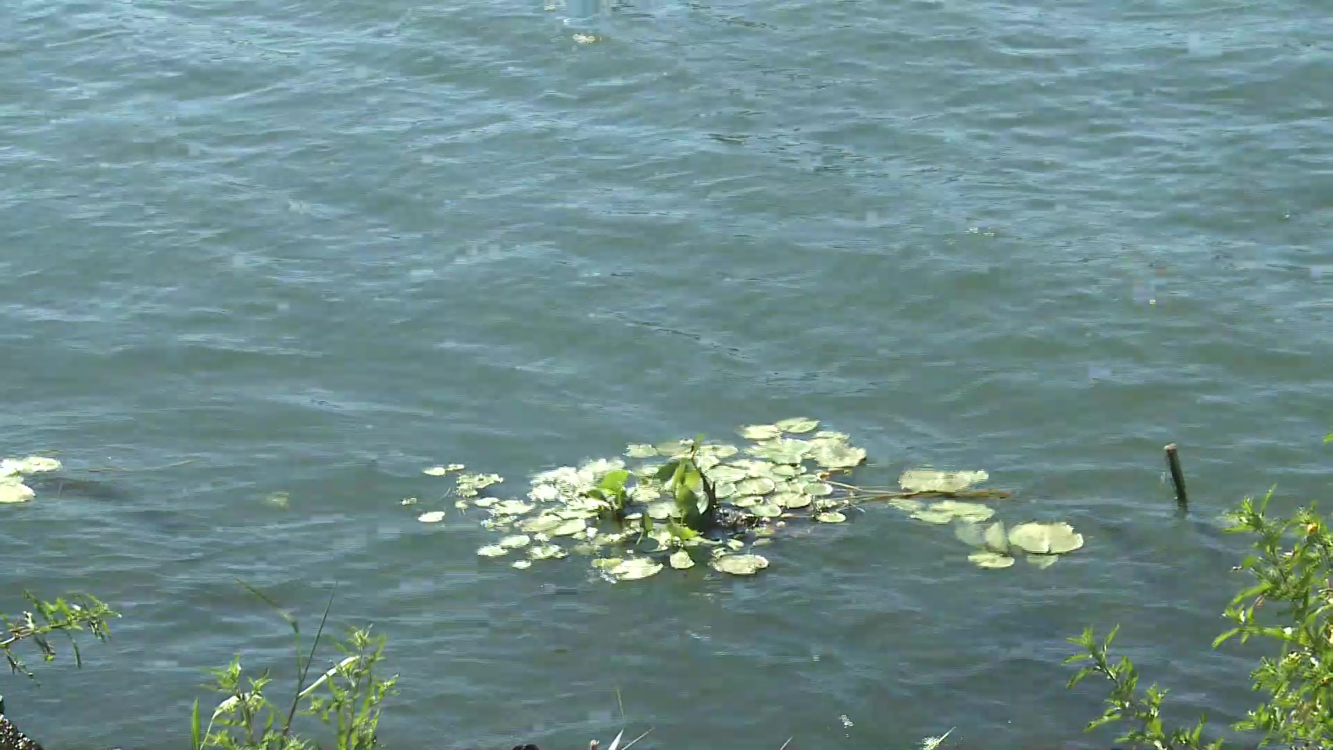 Hay proliferación de algas en el Río Paraná ¿Qué recaudos tomar?