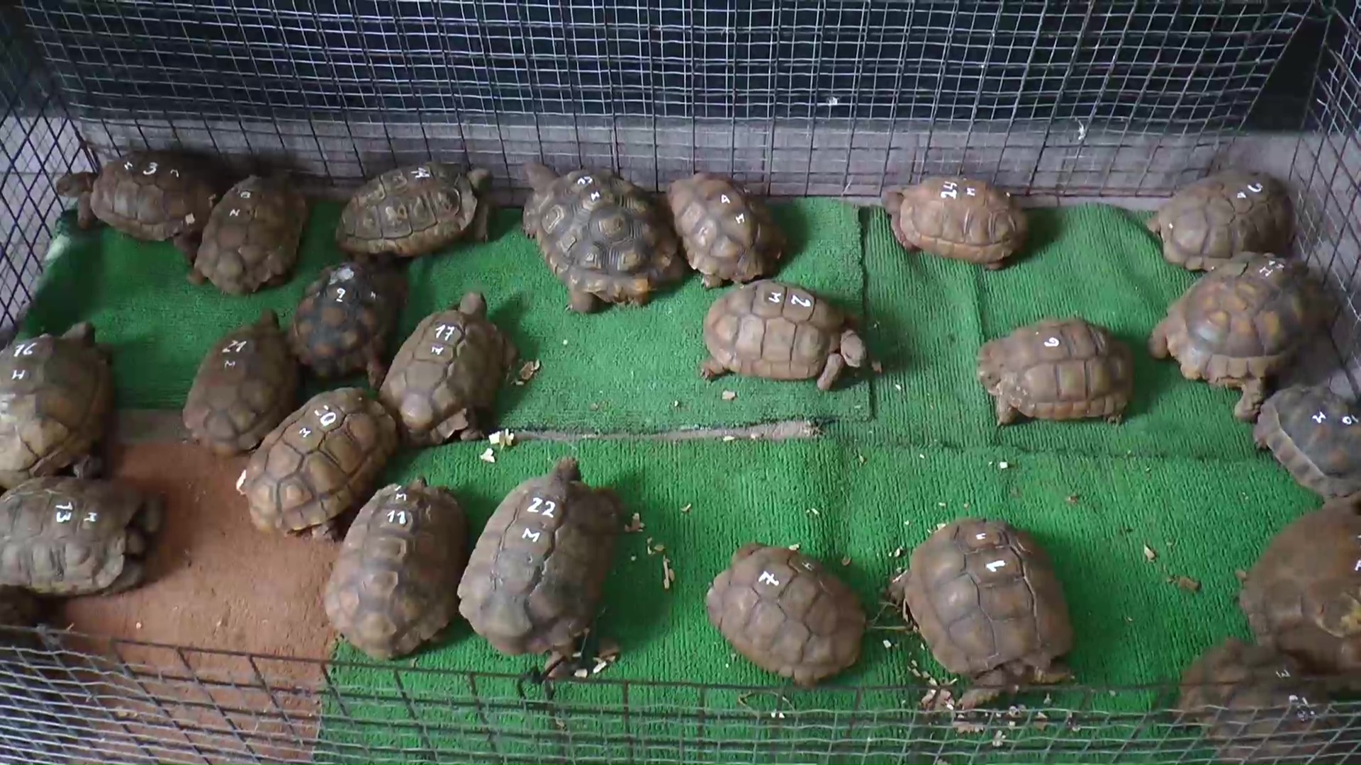 Proyectan un criadero de tortugas que cumpla con las leyes vigentes