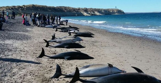 Puerto Madryn: encontraron casi 50 delfines muertos en la costa