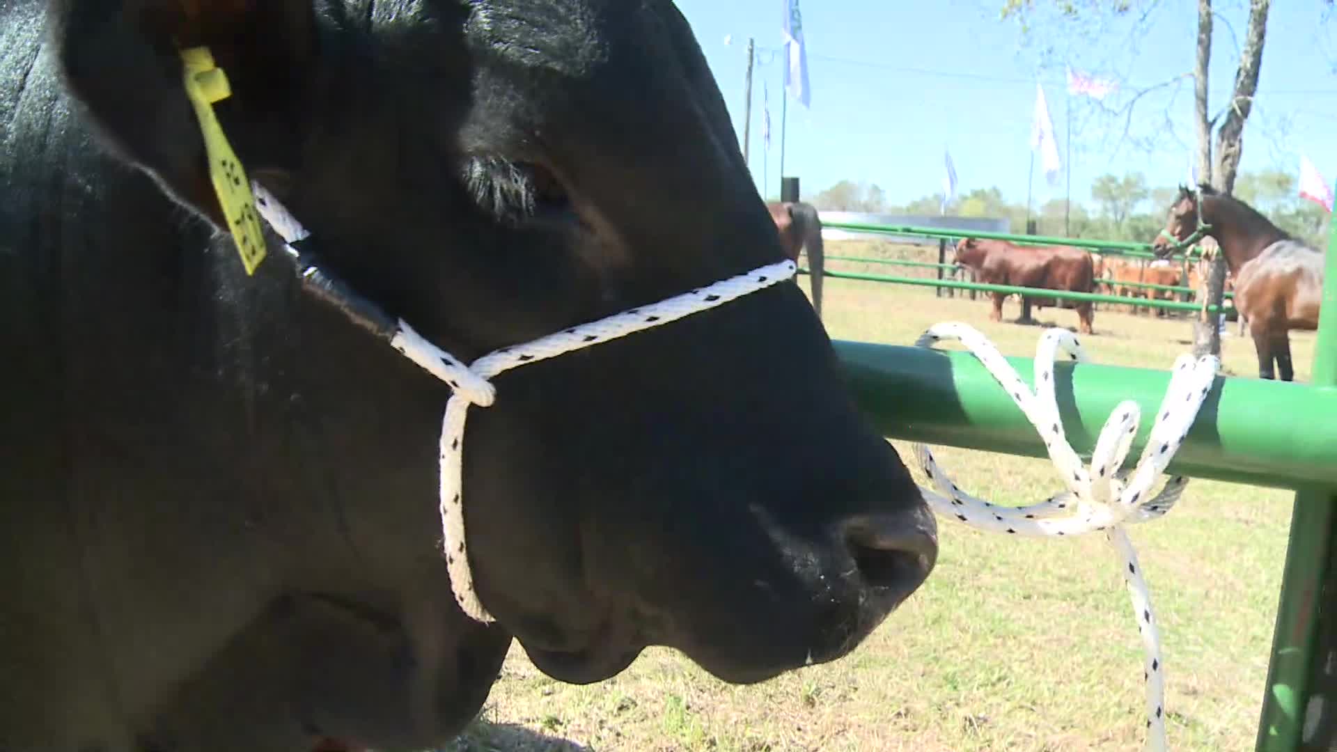 Expo Rural 2019: un toro negro misionero se vendió en 145 mil pesos 