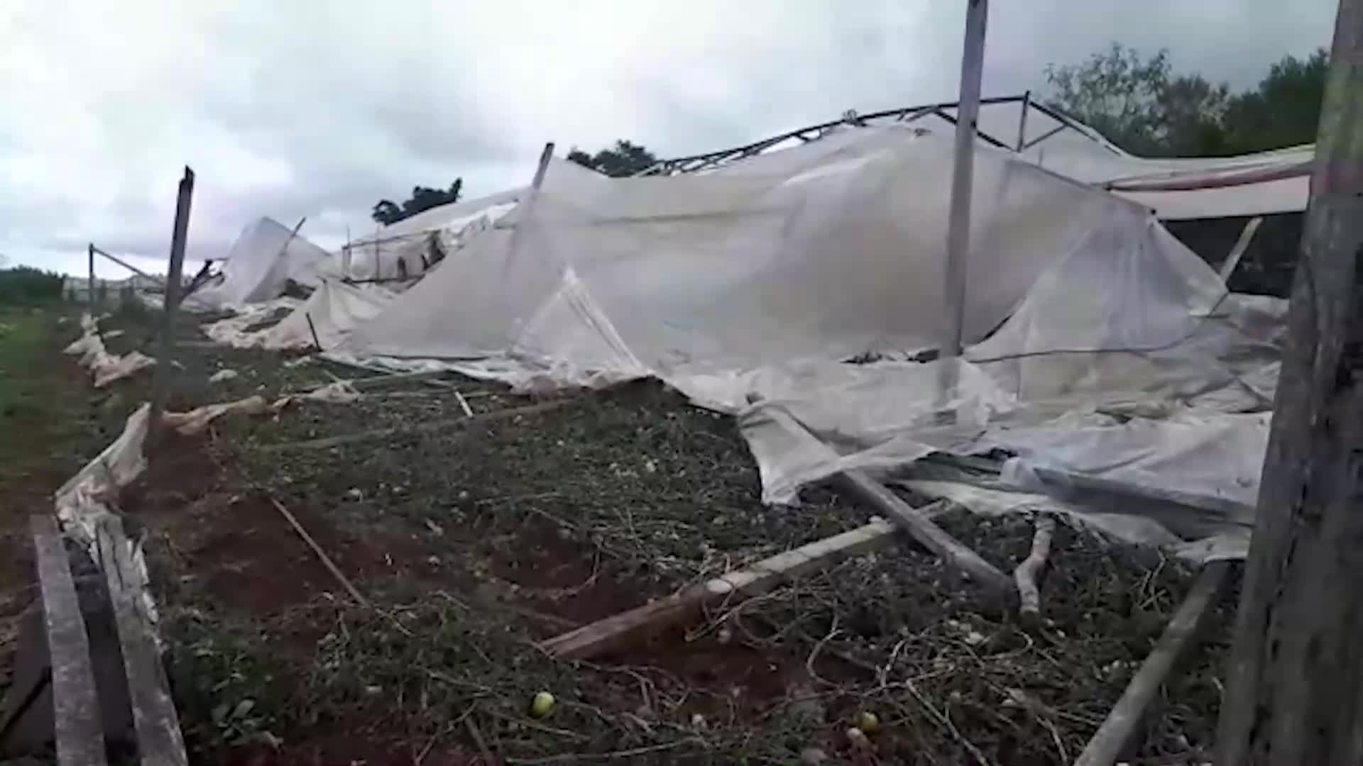 Aristóbulo del Valle: por la tormenta perdió 3 mil kilos de tomate y mil kilos de morrón