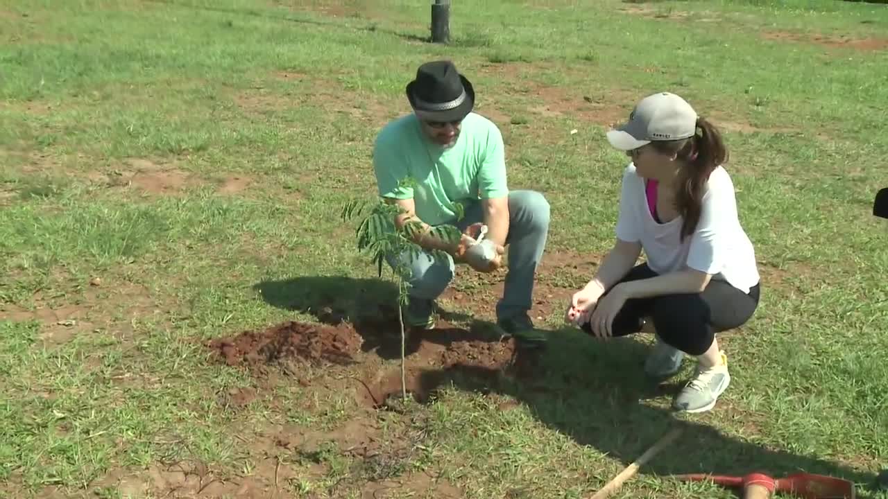 Pulmón verde en la costanera de Posadas: plantan arboles por iniciativa del Rotary Club