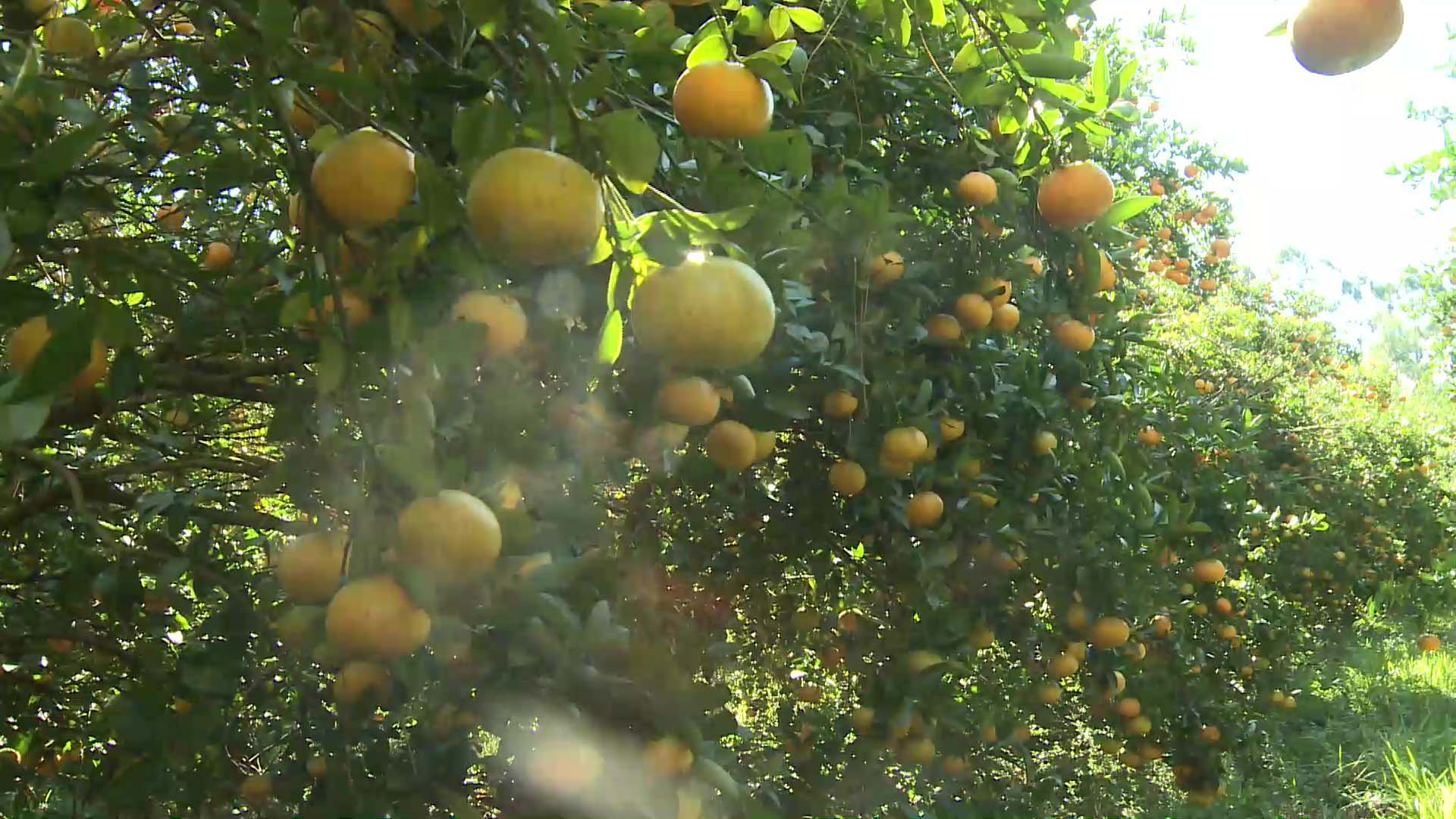 Comenzó la cosecha de mandarinas okitsu en Misiones