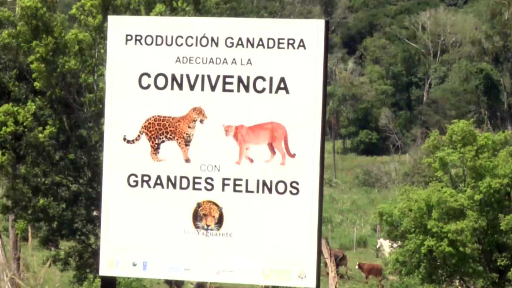 Misiones: primera provincia que logra convivencia entre la ganadería y yaguaretés