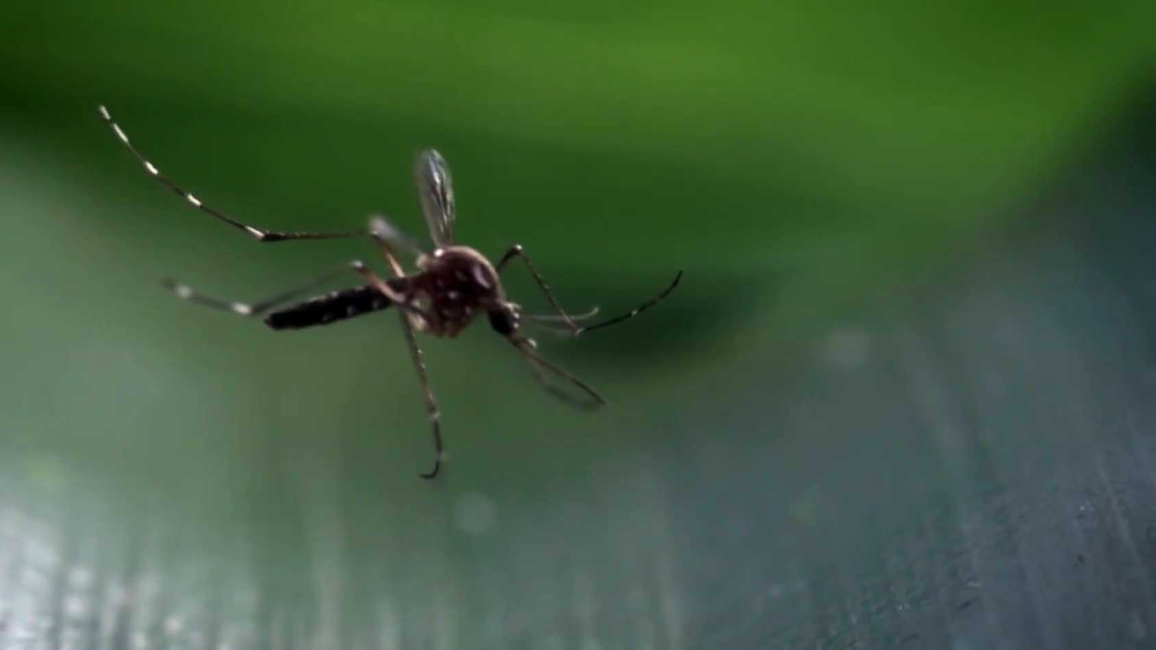 Dengue DEN4 en Paraguay: solicitan que se extremen los cuidados