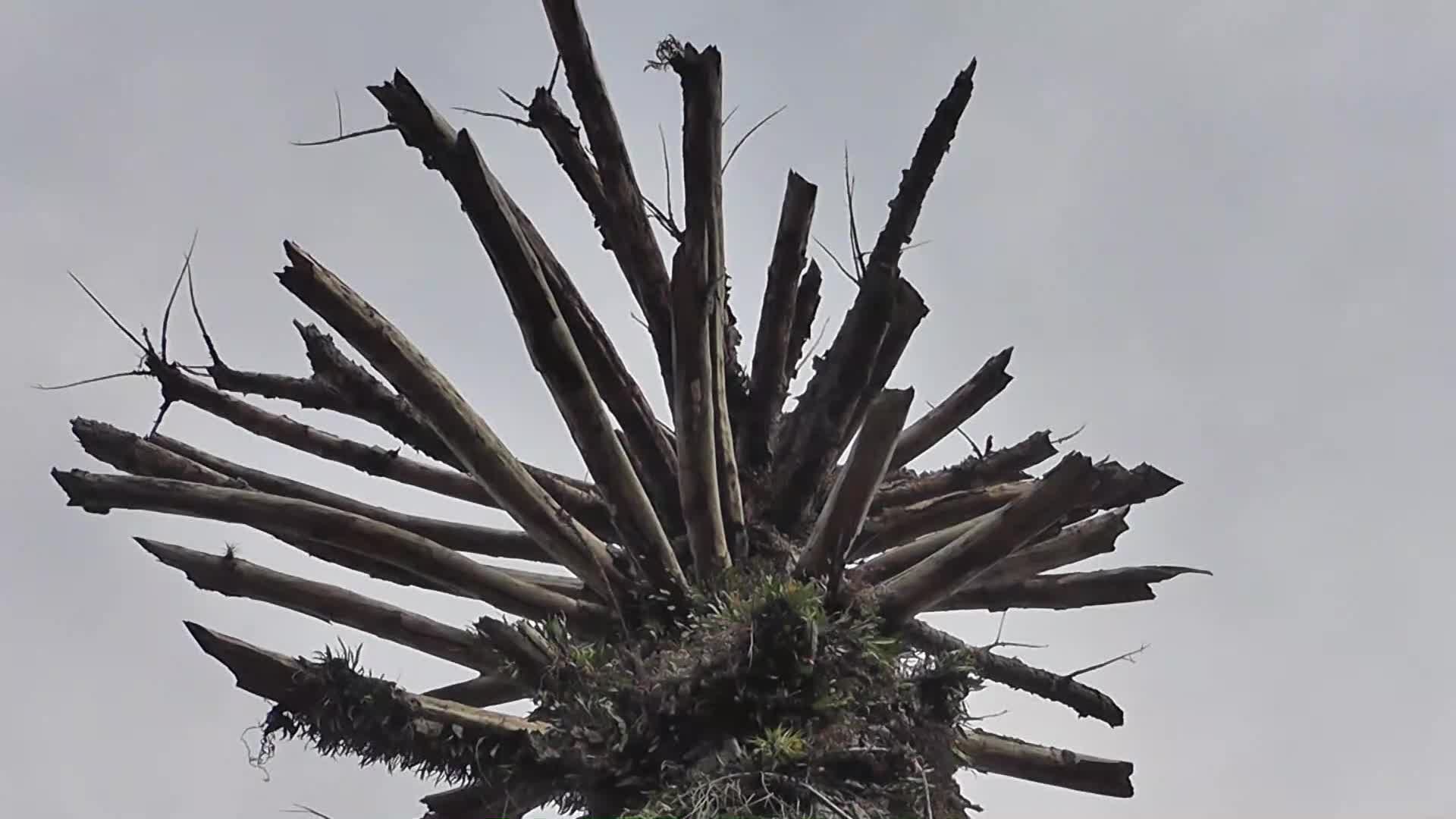 En San Pedro buscan prevenir riesgos de caídas de pinos paraná 